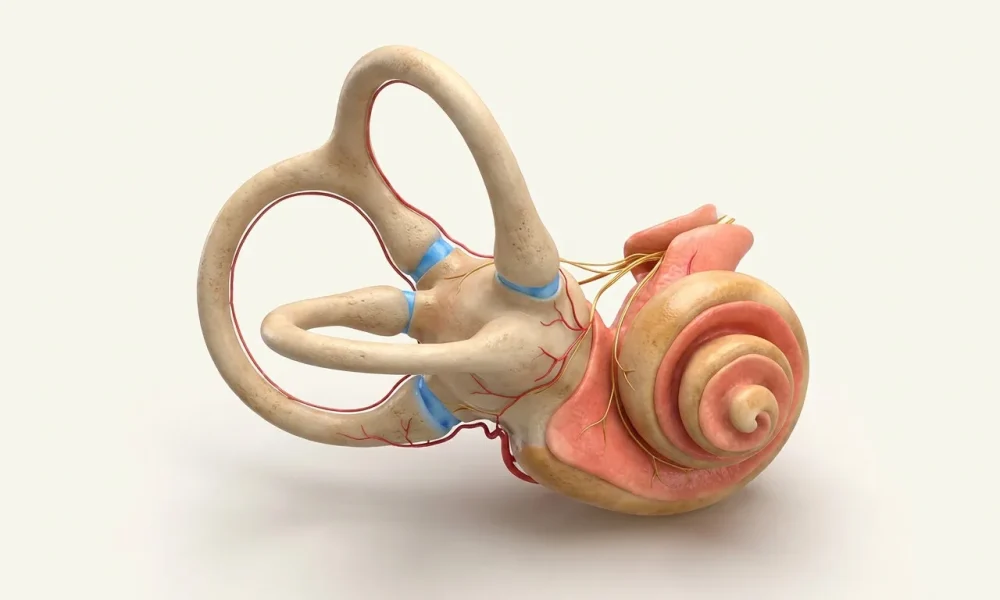 vHIT testi - iç kulak yarım daire kanalları anatomisi
