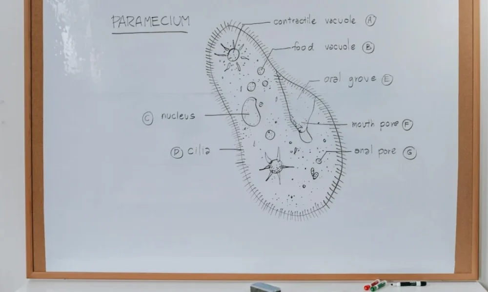SSCD - medikal atlas stilinde anatomik kesit illustrasyonu