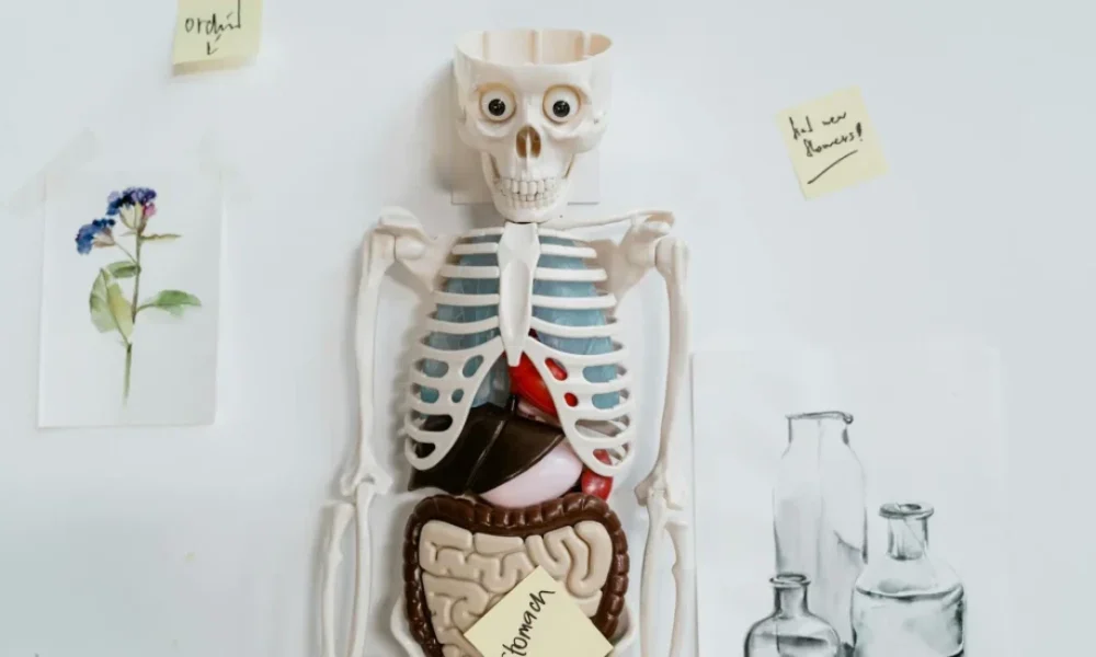 çocukta baş dönmesi - medikal atlas stilinde anatomik kesit illustrasyonu