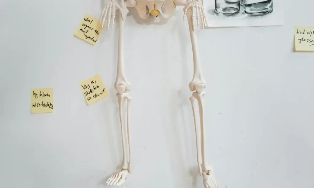 Vestibüler rehabilitasyon - hasta belirti gosterimi ve anatomik kesit illustrasyonu