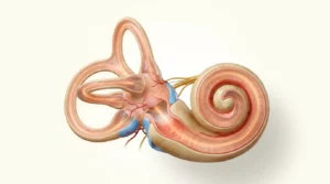 Labirentit - iç kulak labirent anatomisi
