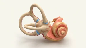 vHIT testi - iç kulak yarım daire kanalları anatomisi
