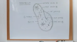 SSCD - medikal atlas stilinde anatomik kesit illustrasyonu