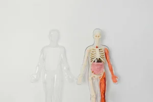 BPPV türleri - posterior horizontal anterior kanal iç kulak anatomisi